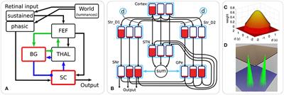 Integrating Brain and Biomechanical Models—A New Paradigm for Understanding Neuro-muscular Control